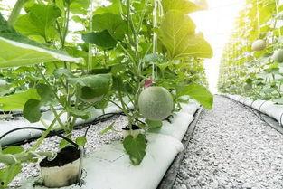 吃瓜种植育苗方法,吃瓜种植育苗全攻略