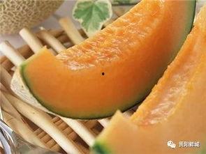 看哈密瓜吃瓜的视频,看视频轻松学会吃瓜技巧