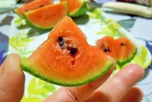 山西人每天吃瓜